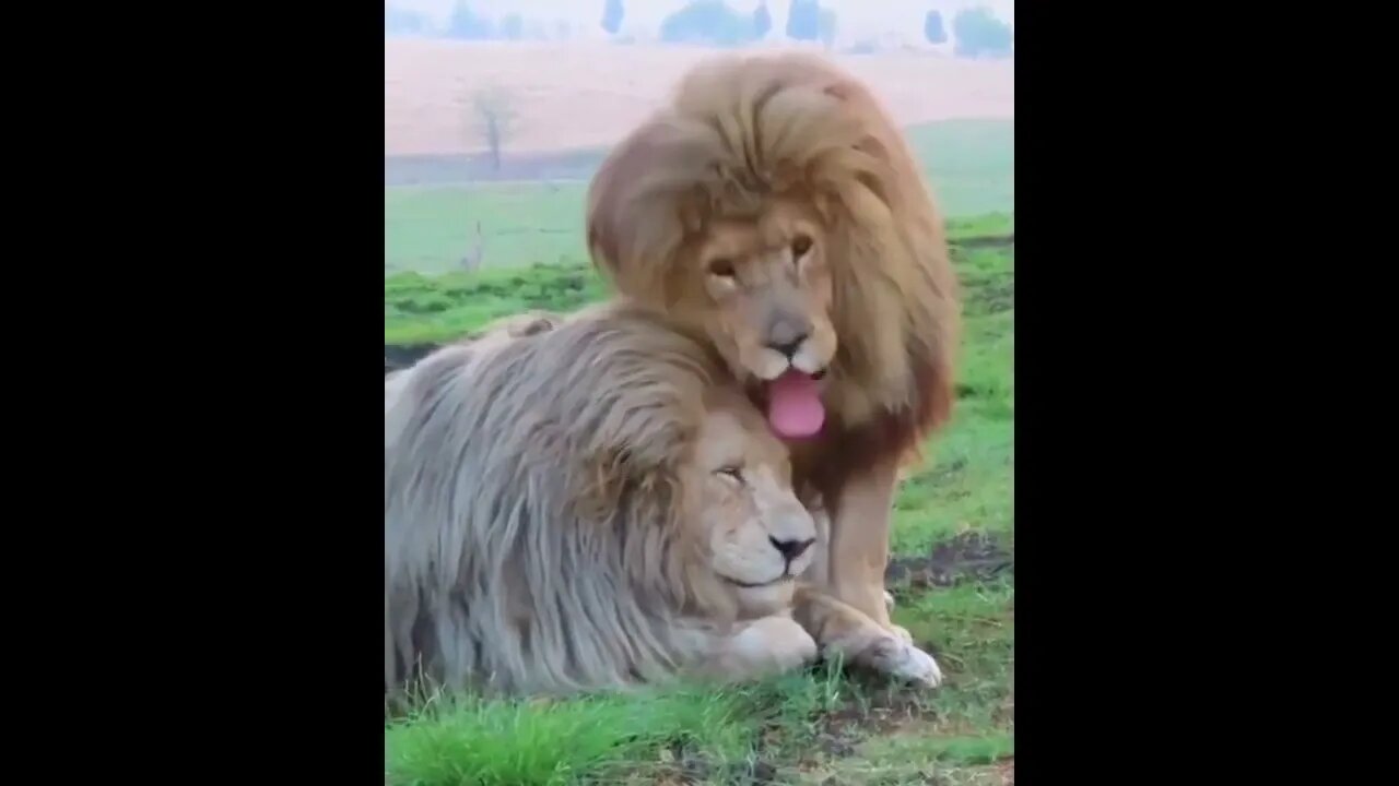 Best bros - The mighty gatekeeper, Alex comes to greet the ‘gentleman’ Tonga the Great!
