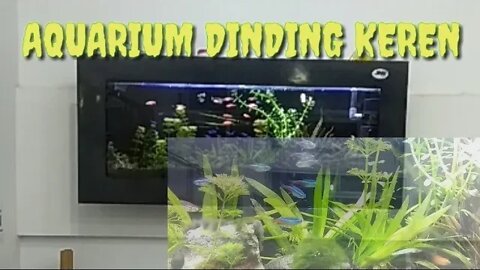 #AQUARIUMDINDING #AQUARIUM #AQUASCAPE #ikanhias AQUARIUM DINDING KEREN