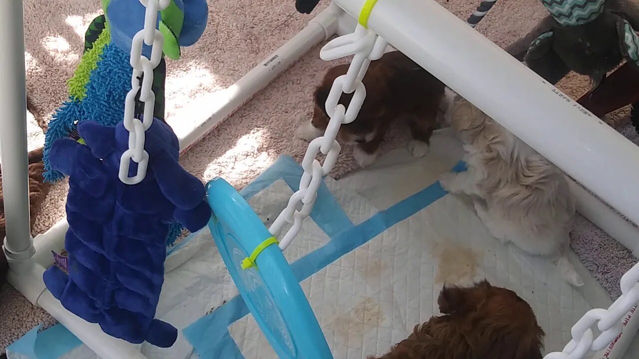 Puppies!!! September 8. 2019(2)