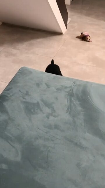 Oreo makes her presence known