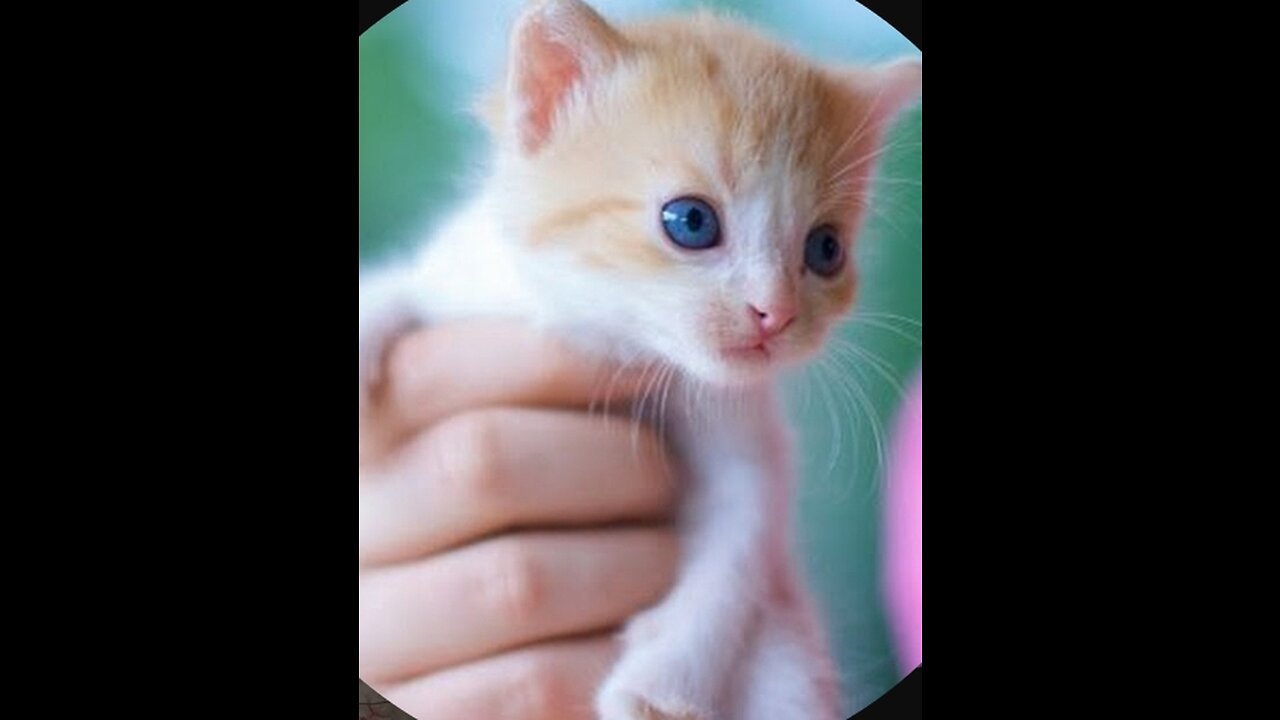 Cute kittens -funny and cute cat vedios 2023