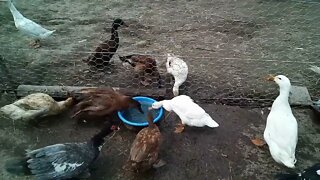 Ducks enjoying their water