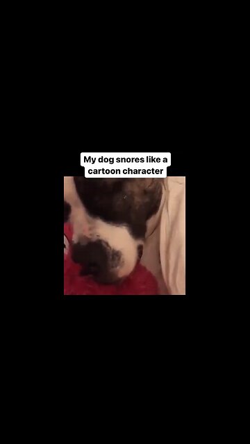 Dog Snores Like A Cartoon Character