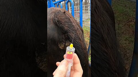 Tail bleeding cattle. #farm #ranch #cattle #farmlife #ranchlife #venipuncture #bloodsample