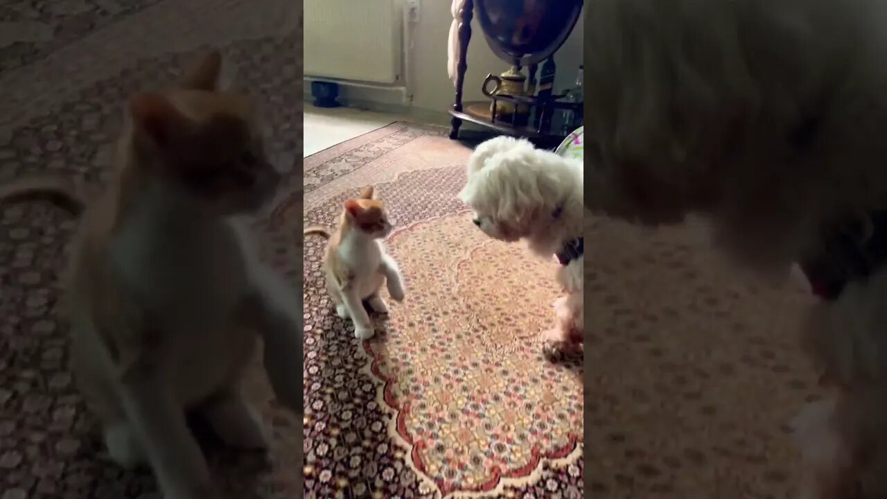 My kitten vs my dog