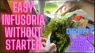 Infusoria easy method without starter great live fry food