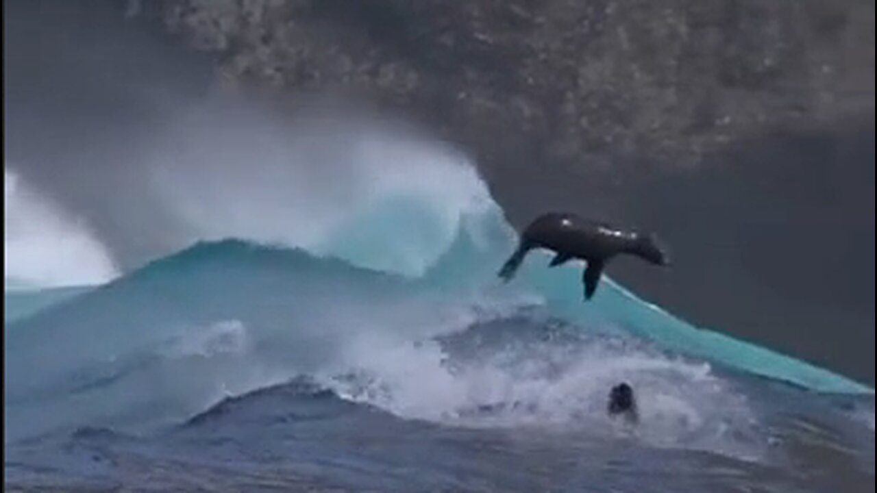 Sea Lions Ride The Waves Off Santa Barbara Island, CA - HaloRock