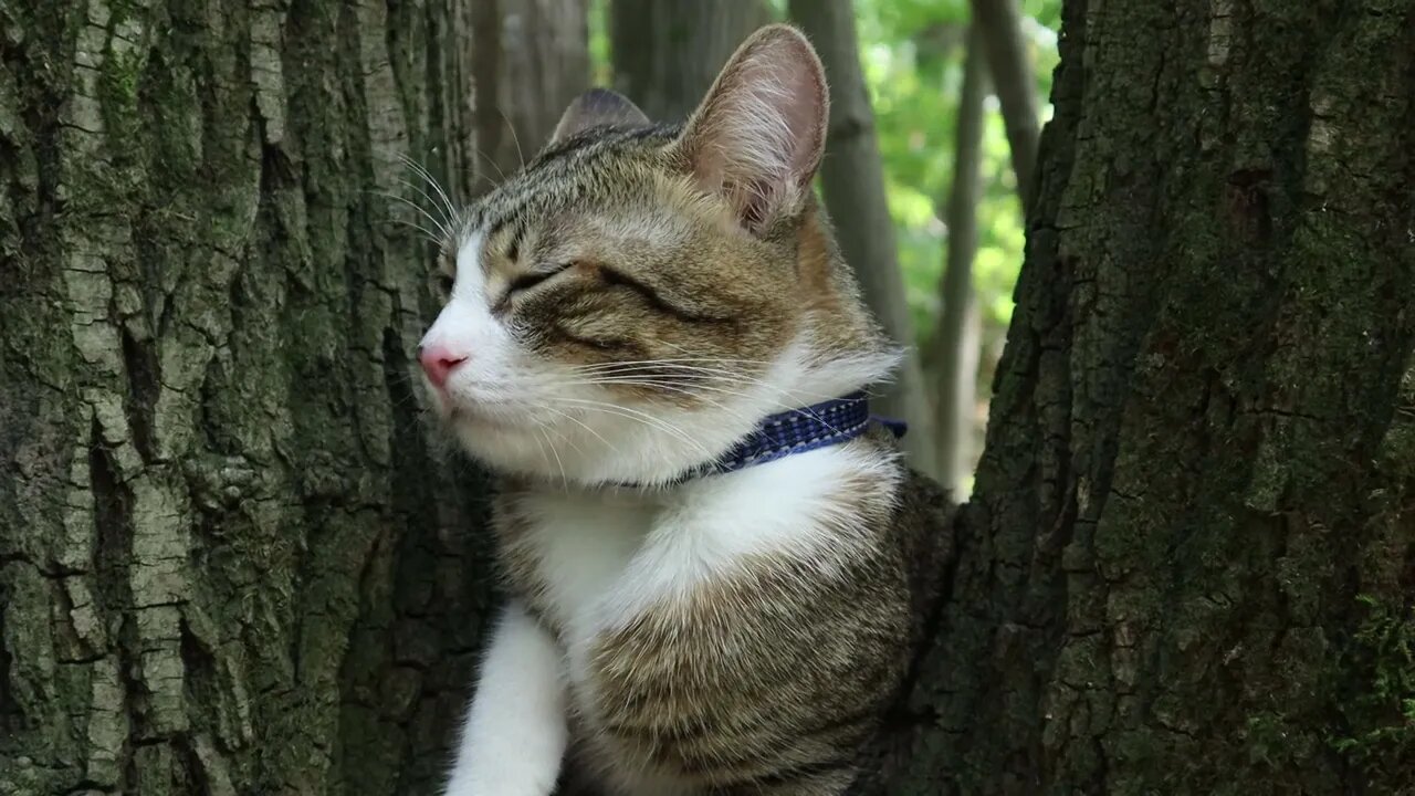 Fluffy Travelling Cat Is Tired in the Evening