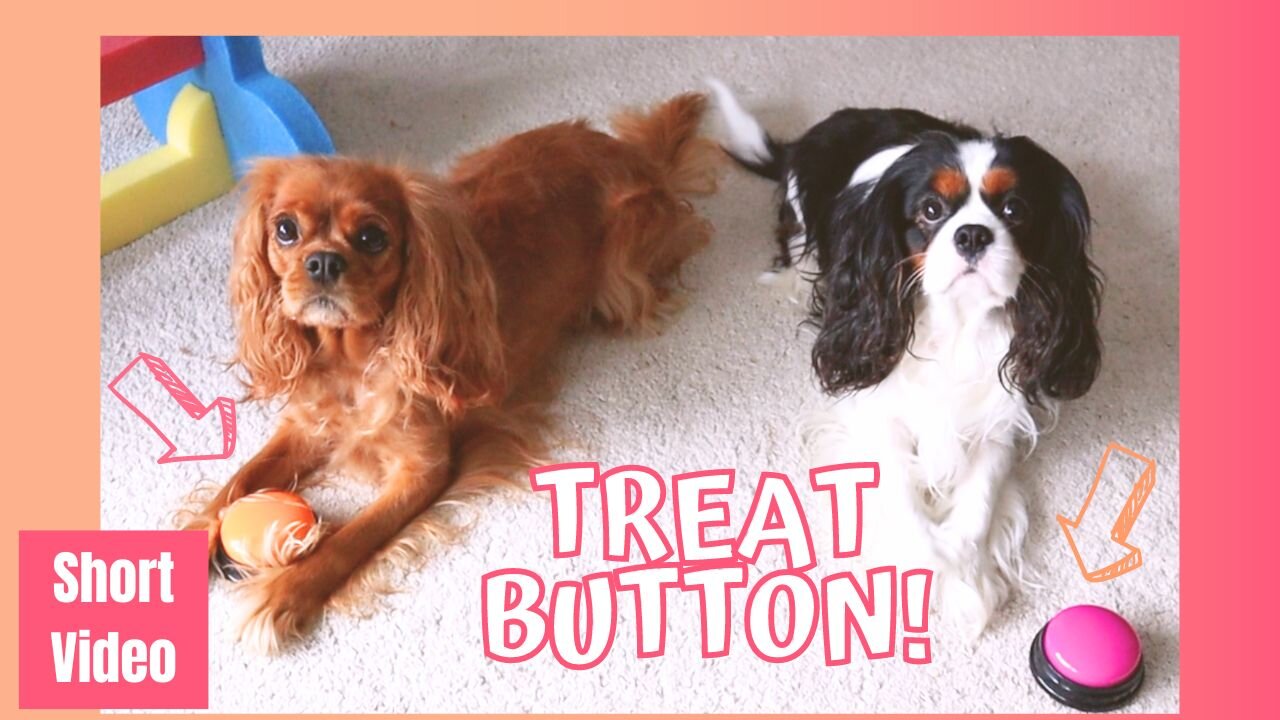 Cavaliers hilariously use a Big Button for Treats