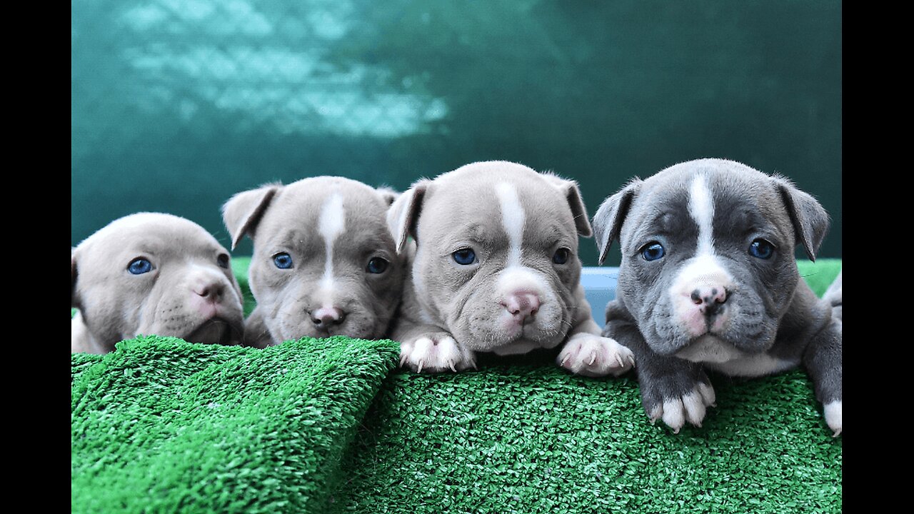 Truth Pups...
