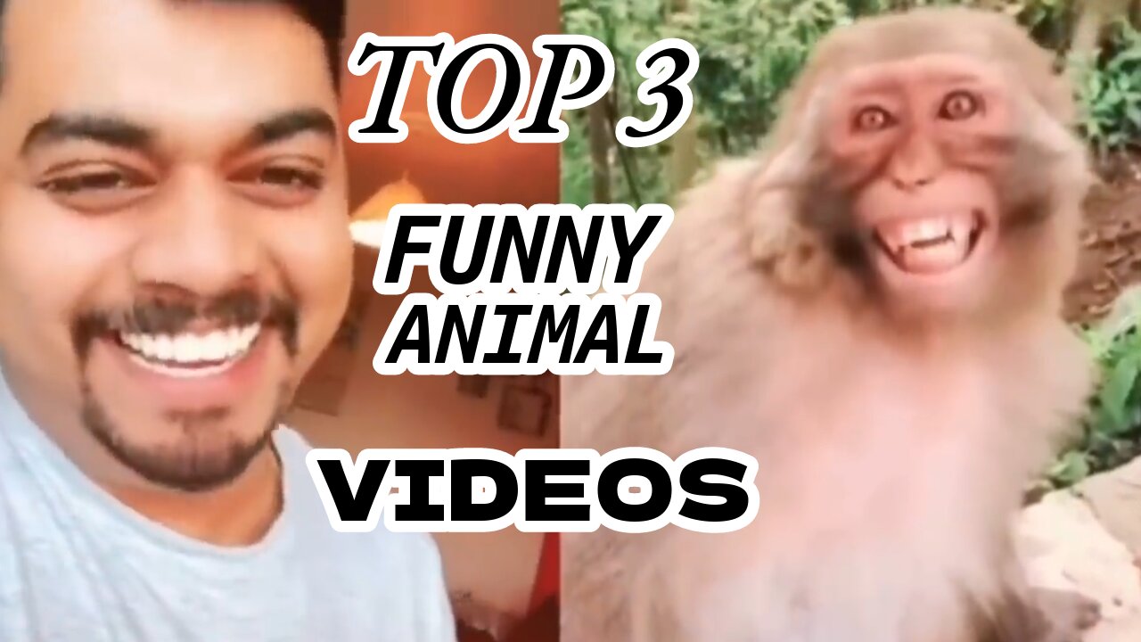 TOP 3 Viral Animal Funny Videos