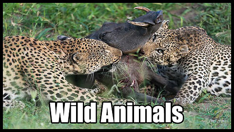 Mass Murder! Wild Animals Warthog Angryly Attacked Leopard for Daring to Kill Little Warthog