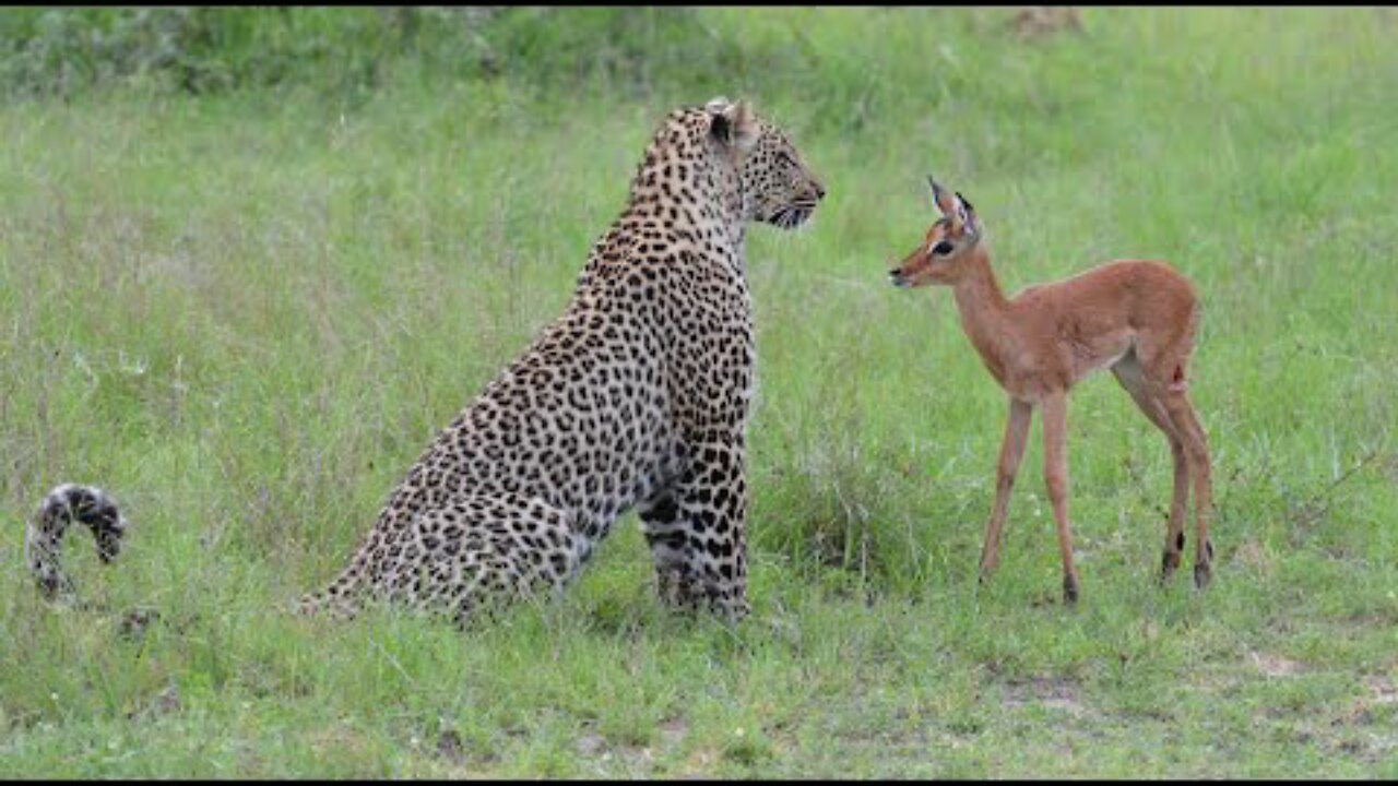 Incredible footage of leopard behaviour during impala kill - Sabi Sand Game Reserve, South Africa