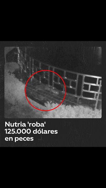 Una hambrienta nutria ‘roba’ cerca de 125.000 dólares en peces del estanque de un hotel