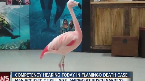 Competency hearing today in flamingo death case