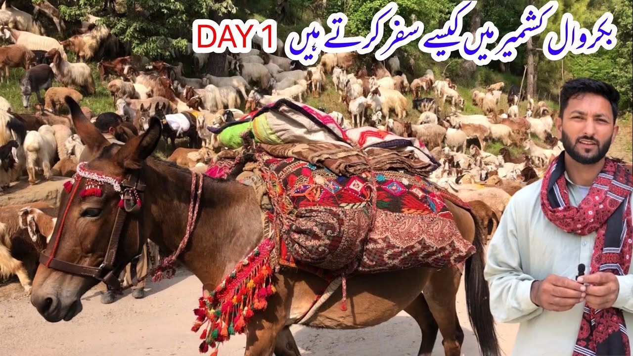 How Bakrwals Travel in Kashmir | Khana Badosh Life | Day 1