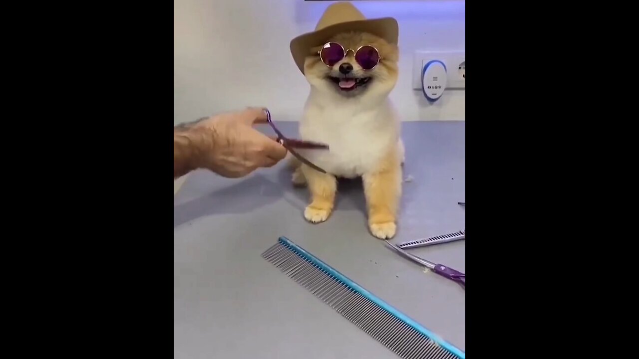 Little Cute Puppy Get Fresh Cut ∆> 🐕