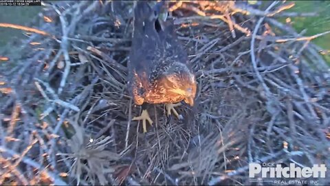 A beautiful sub adult visited Harriet and M's nest. Has same markings as E9. 10-12-19