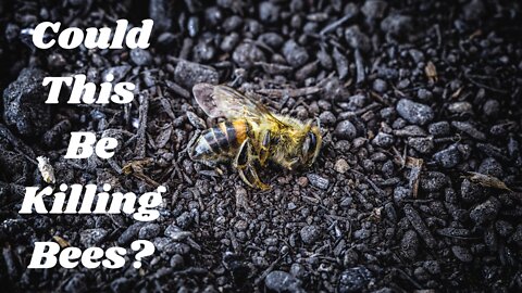 Bee Warned: Is 5G Killing Bees?