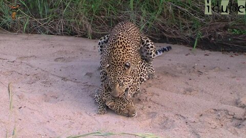 WILDlife: Pairing Leopards...