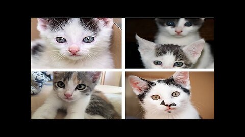 Funny Moments Of Cats