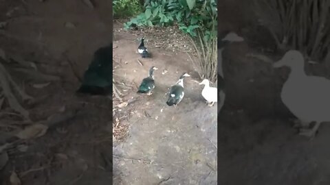 Ducks