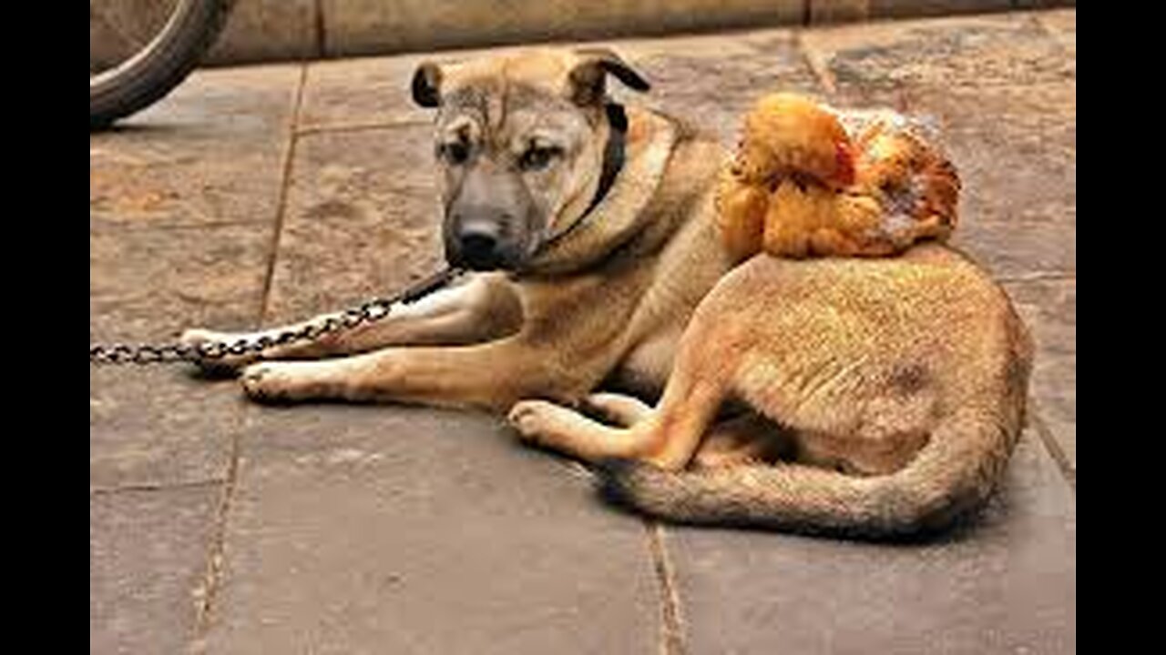 Friendship - puppy and chicken .