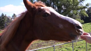 Mitten Misfits in Grand Ledge rescues farm animals and they're looking for more volunteers to help