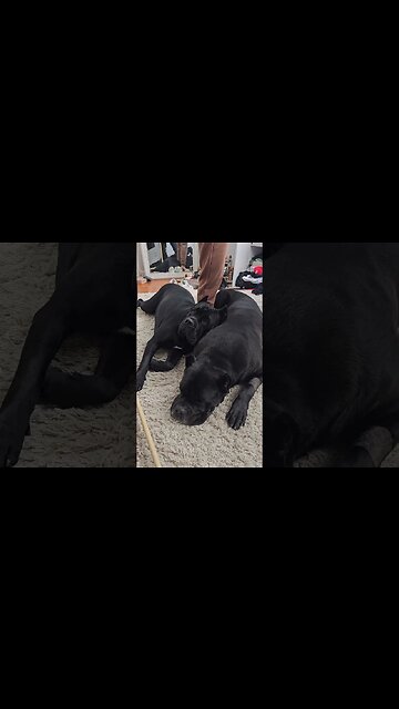 Cane Corso Pillow #dog #canecorso #shorts