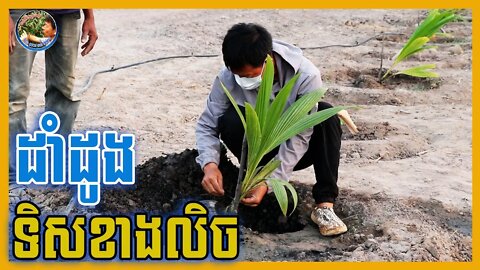 ការដាំដូងទិសទៅខាងលិច - Coconut Technical [Chhun Kang]