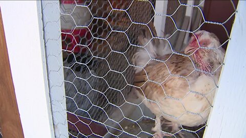 Bird flu wipes out more than 85% of Colorado's commercial hen population