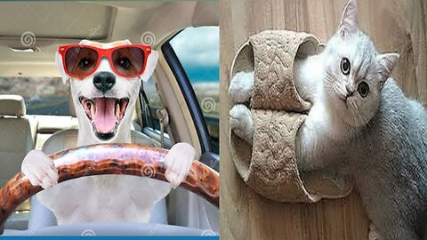 Funny cat videos,funny dog videos,funny animal
