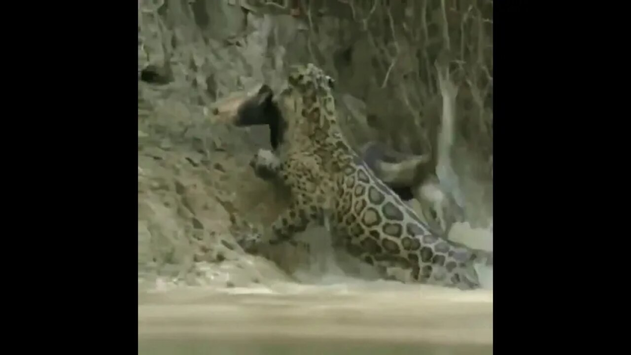the greatest fight animal Video,original fight animal Video #r150shorts #youtubeshorts #ytshorts