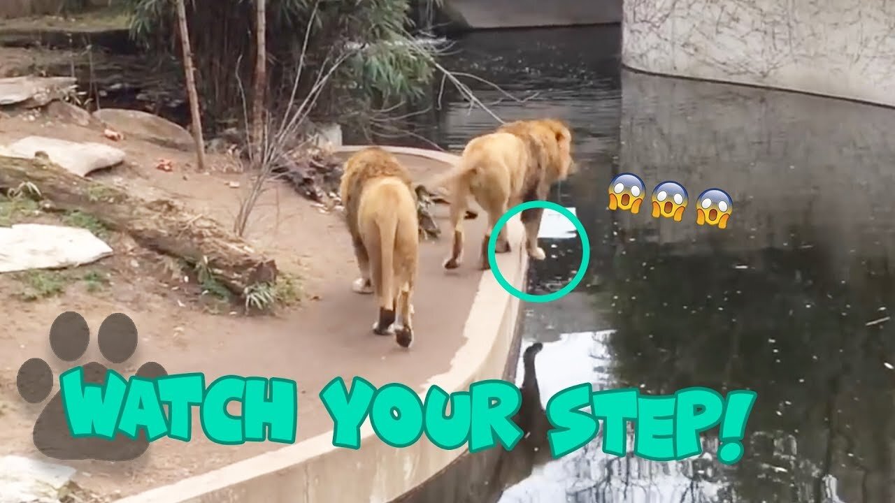 Viral distracted Male Lion Falls into River