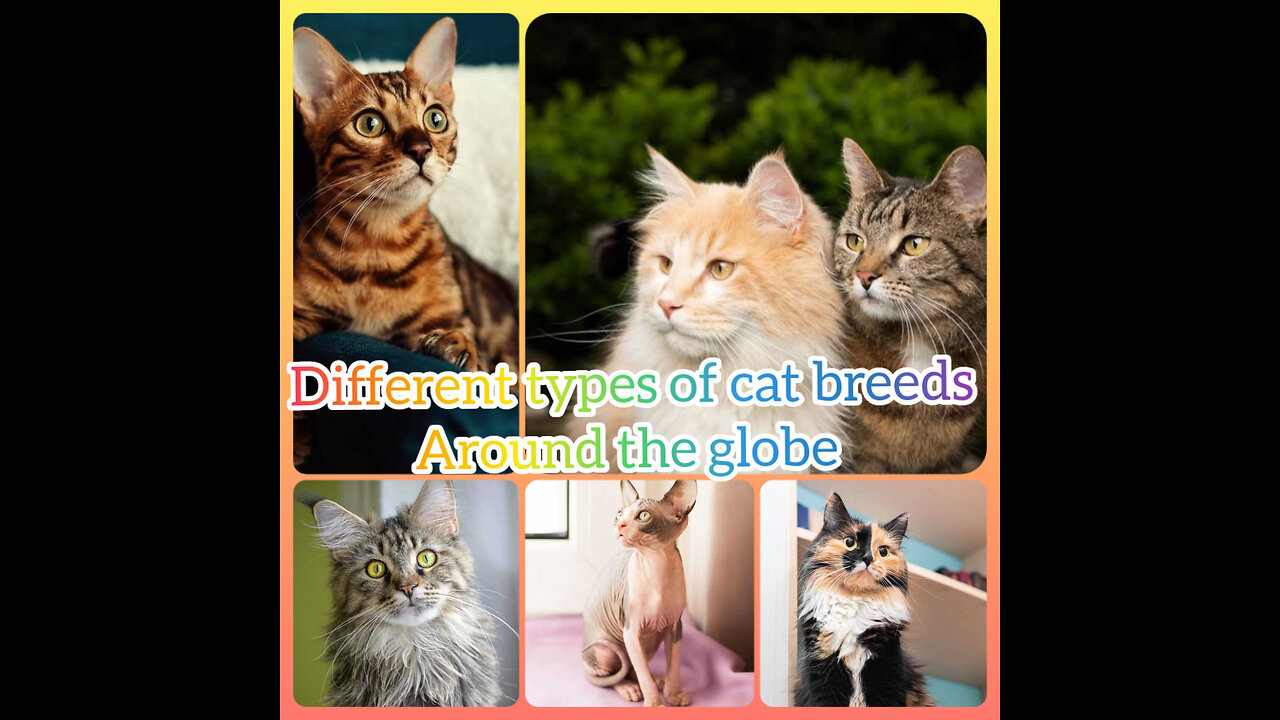 Different breeds of Cats that will shock you to know
