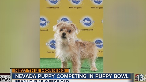 Puppy from Nevada will compete in Puppy Bowl