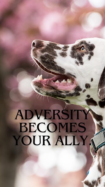 Embracing Adversity: Lessons for Personal Growth