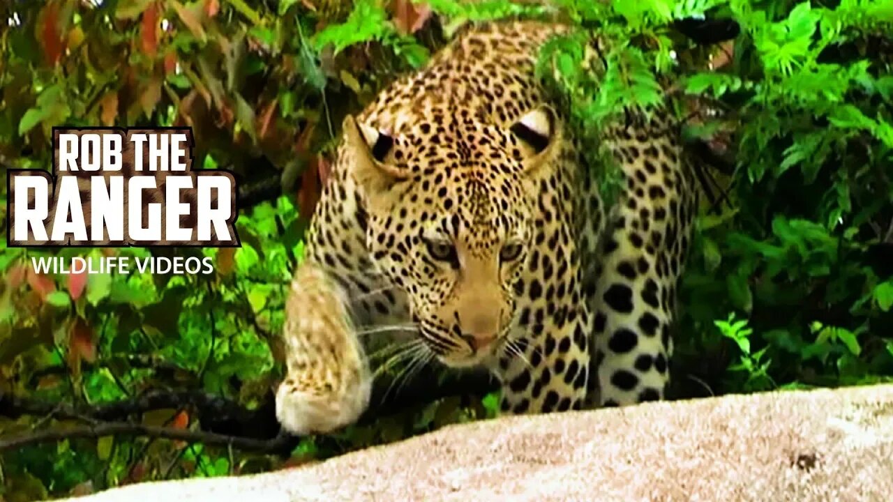 Young Male Leopard Chasing Lizards | Archive Big Cat Footage