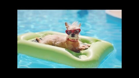 Funny Dogs Playing in Water - Best dog swimming compilation 2016 #1