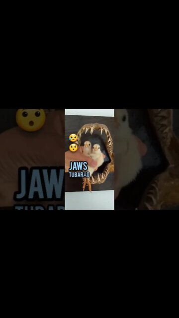 Jaws attack chicks/PARTE 1/Mandíbulas /TUBARÃO/ ataca Pintos😥😂😯