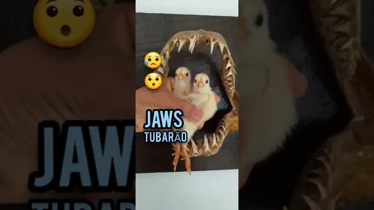 Jaws attack chicks/PARTE 1/Mandíbulas /TUBARÃO/ ataca Pintos😥😂😯
