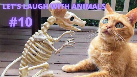 LET'S LAUGH WITH ANIMALS | #10