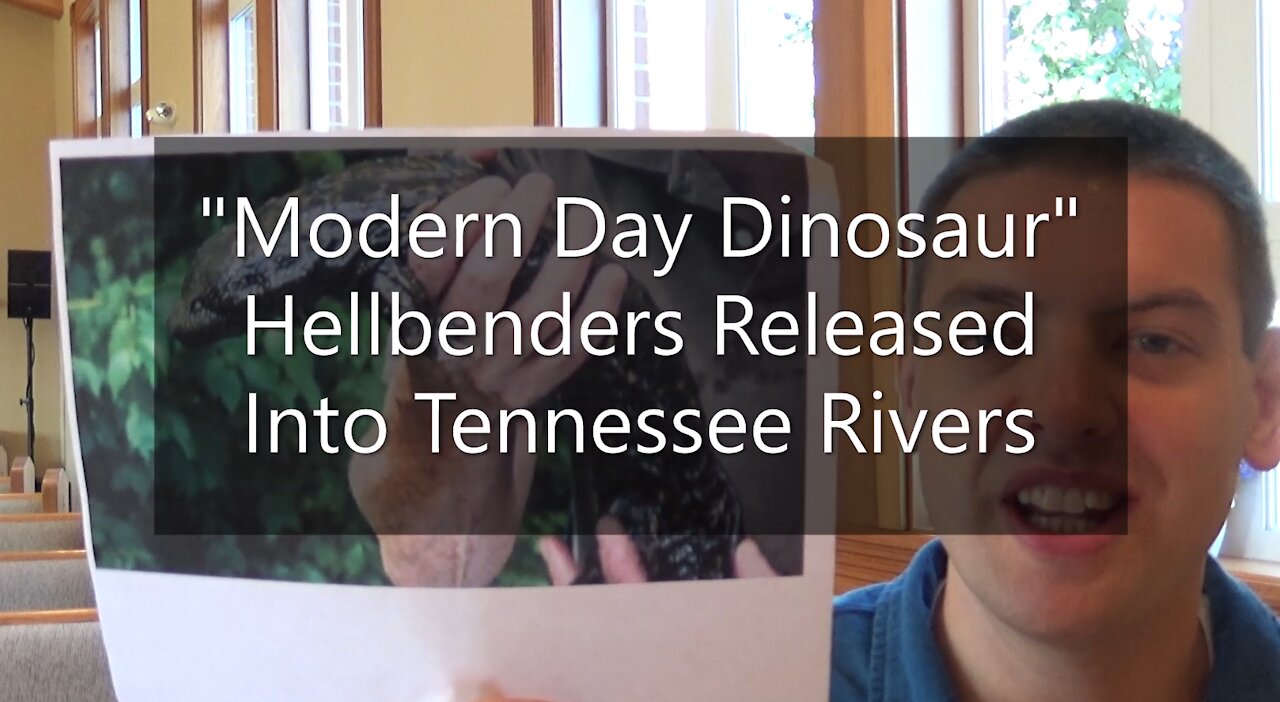 "Modern Day Dinosaur" Hellbenders Released Back Into Tennessee Rivers