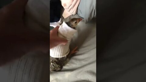 Tried using a sock to bind bird’s wing. Not a good idea. She was not harmed by this.