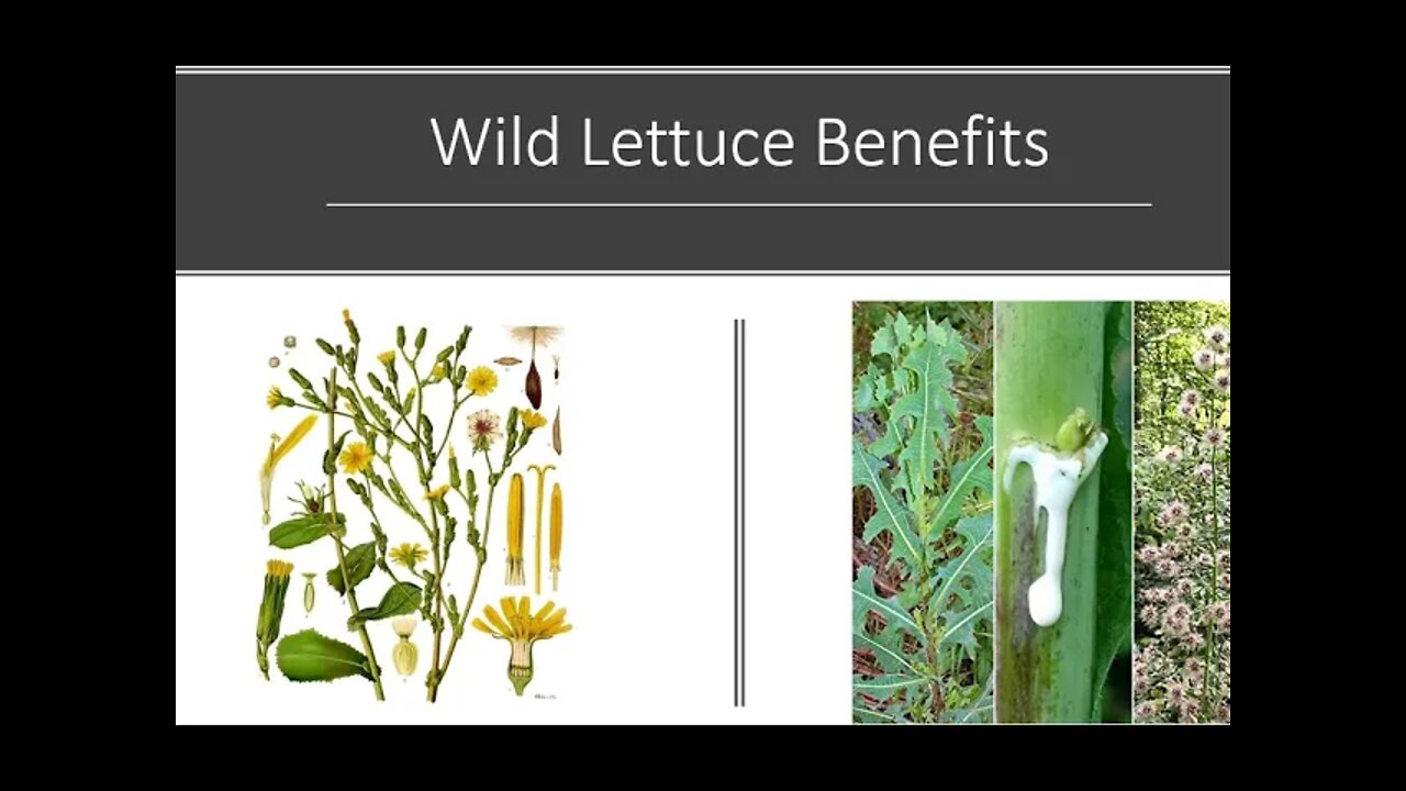 Lactuca virosa - Wild Opium Lettuce Benefits