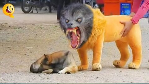 Troll prank Dog 🐶 Funny & fake Lion & Fake Tiger Prenk to Dog & Huge Box Prenk To Dogs