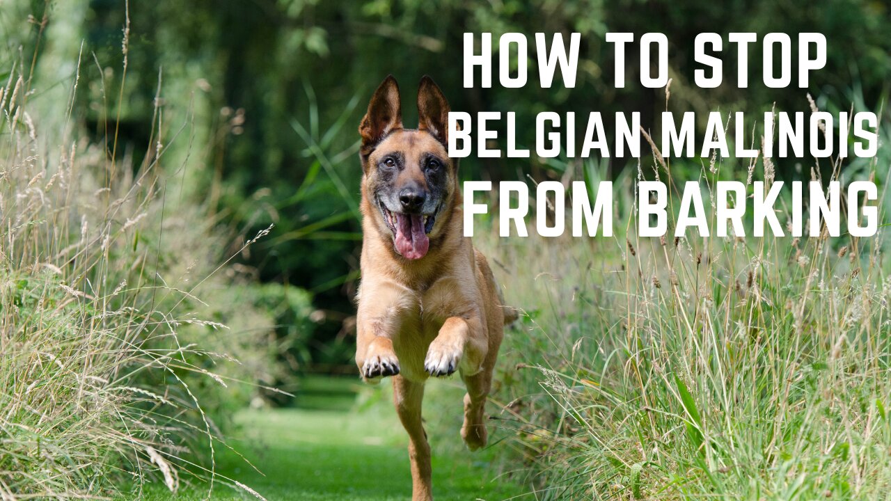 How to stop Belgian Malinois from barking