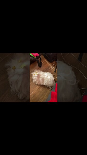 A outra com ciúmes do pequeno #shorts