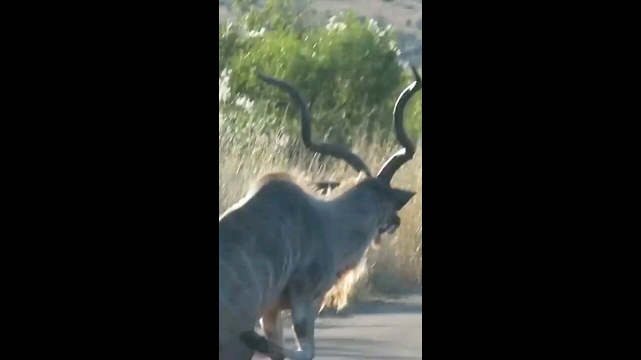 Kudu Survives Lion Attack And Gets Stranded On The Road