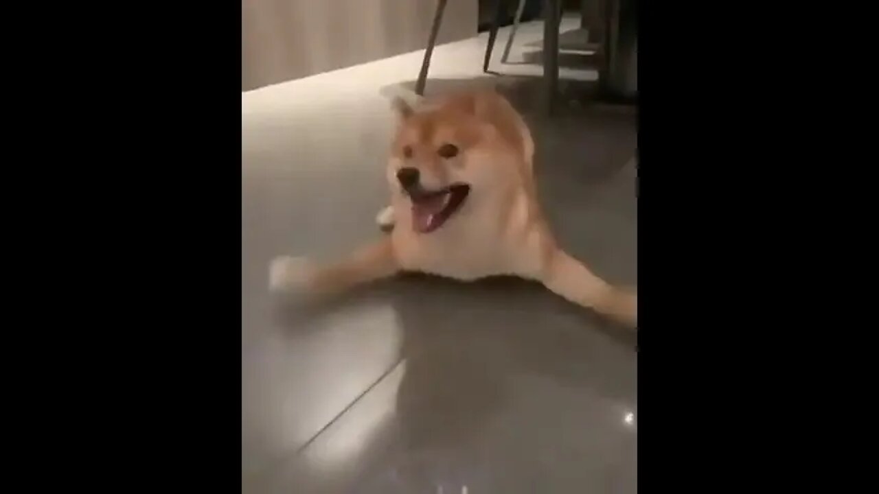 Ready for anything…😜🥴🐕